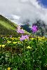 <em>Primula species</em>